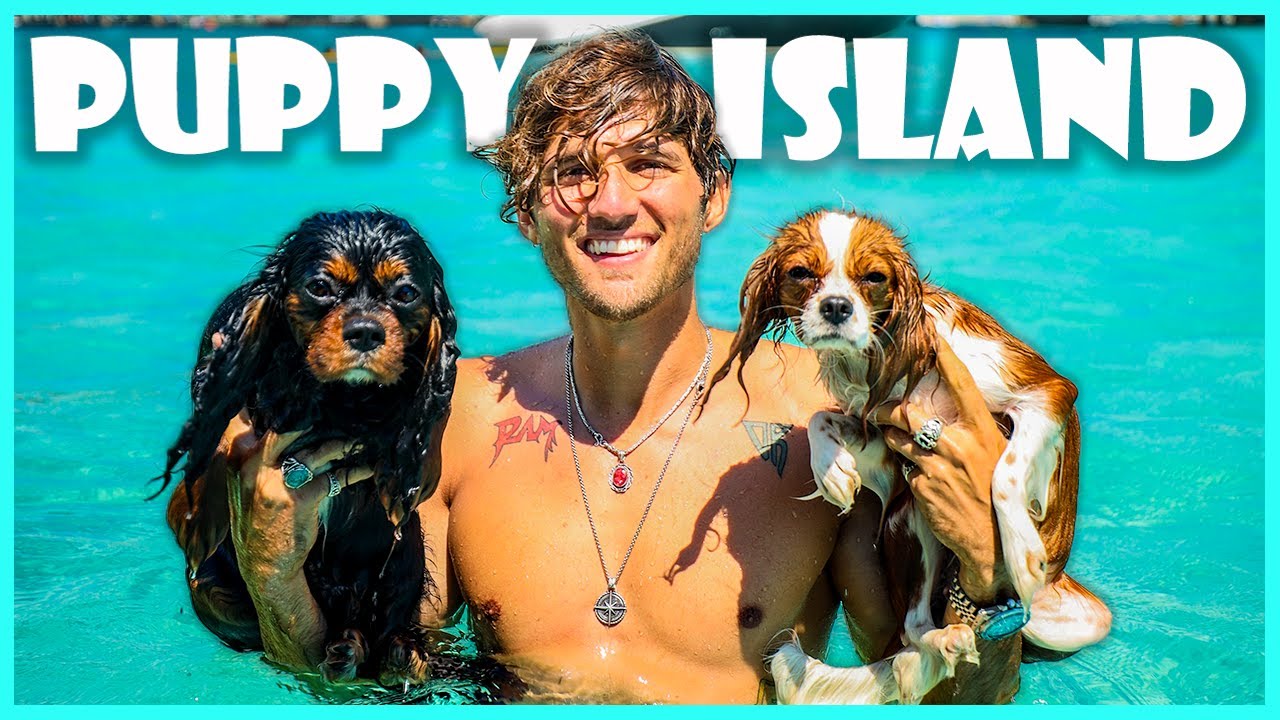 Puppy Island - Cavalier Spaniels in Destin Florida