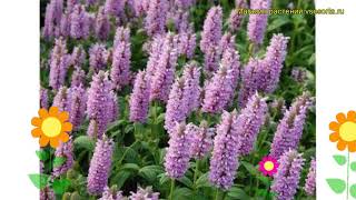 Котовник жилковатый Пинк Кэт. Краткий обзор, описание характеристик nepeta nervosa Pink Cat Котовник жилковатый Пинк Кэт. Краткий обзор, описание характеристик nepeta nervosa Pink Cat
