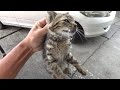 車屋に迷い込んでいた子猫を保護した