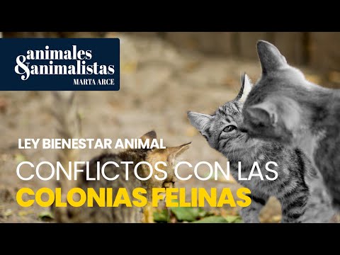 Matanzas y conflictos en las colonias felinas