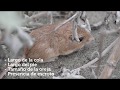 Monitoreo de roedores dentro de las reservas de Terra Peninsular