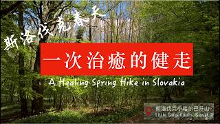 美麗的斯洛伐克森林 暖心又療癒的健走 Beautiful Slovak Forest: A Heartwarming & Healing Hike screenshot 5