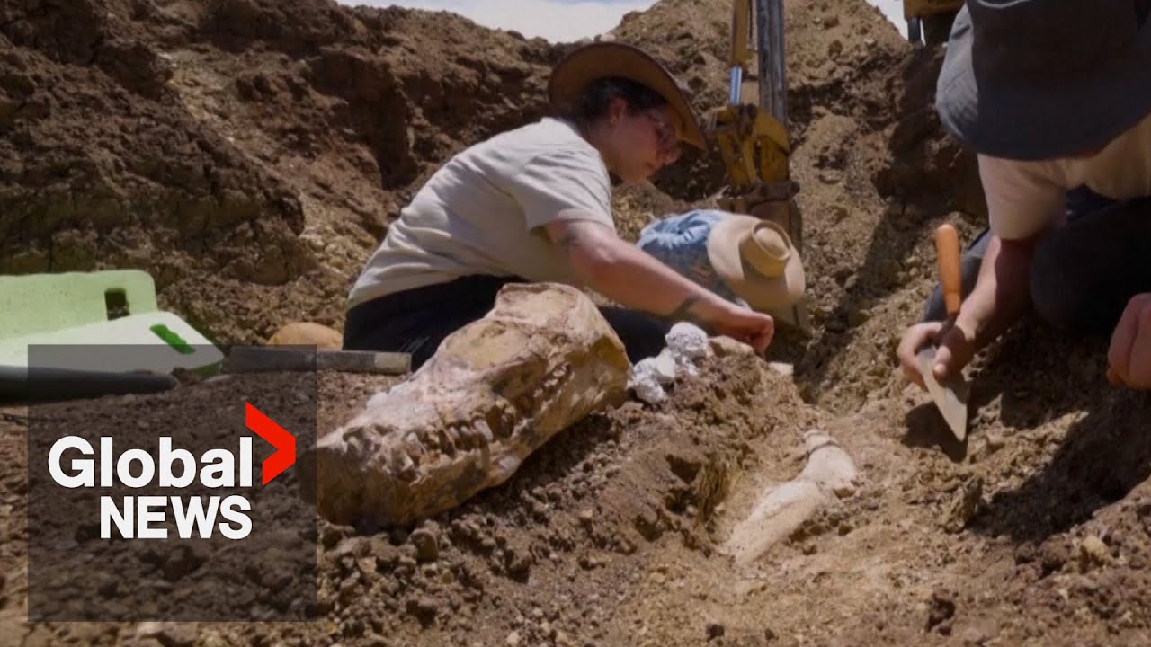 100 million year old Plesiosaur Reptile Skeleton Found In Australia s Outback YouTube