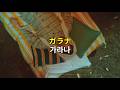 sumika-ガラナ (가라나) 가사/발음/번역