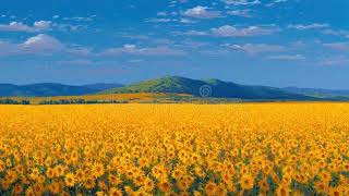 Endless sunflower field