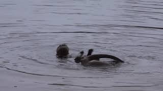 Otters in Deer Lake 2019
Here are two otters at play. This video is enlarged and in slo mo, at half speed. On Sunday, Jan. 27, 2019, taken from the bench at the lake bypass on County Road 30A of Deer Lake State Park in Walton County, Florida. The original movie is here: https://youtu.be/CphQ6JW7BbI Otters in Deer Lake 2019