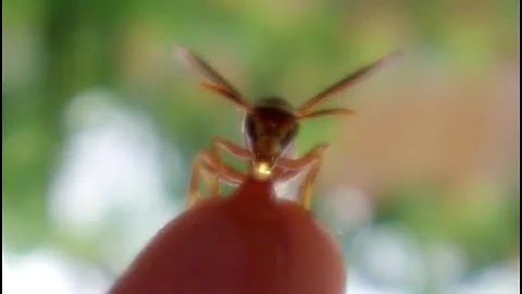 Fingertip feeding a Yellow Paper Wasp