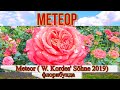Видео обзор розы Метеор (Флорибунда) - Meteor ( W. Kordes' Söhne 2019)