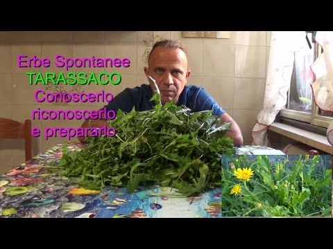 TARASSACO (Cicorietta Selvatica): conoscerlo, riconoscerlo e prepararlo - Erbe Di Campo - Ricetta