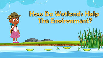 How Do Wetlands Help The Environment? | Wetlands Facts | Environmental Facts for Kids | Fun Facts