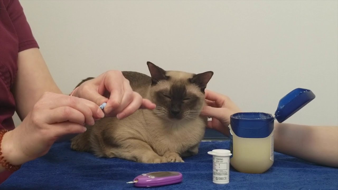 Diabetes Management In Cats Insulin And The Other Treatments
