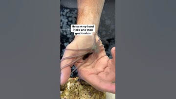 I’ve never had an octopus ink in my hand #petoctopus #octopus