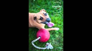 Hailey (adopted! :)