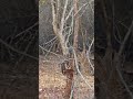Kabini Tiger Reserve: Wild Boar Encounters 🐗