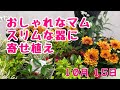 おしゃれなマムスリムな器に寄せ植え
