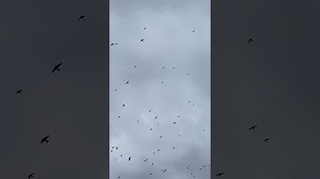 Flock of Swallows Fills the Skies || ViralHog