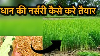 धान की नर्सरी कैसे करे तैयार संपूर्ण जानकारी#agriculture #kisan #dhan #farming #farmer 👩‍🌾………..