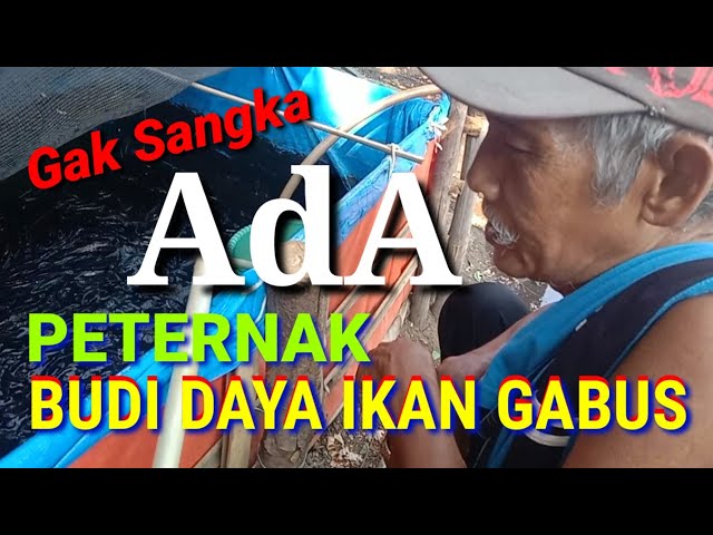 Gak Sangka ‼️ Ketemu Peternak Budi Daya Ikan Gabus ( Kocolan } class=