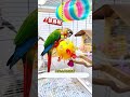 June 2, Cute Lovebirds New Bird House Parrot Nest SetupBeautiful Lovebird Cage Decor #parrot #pets