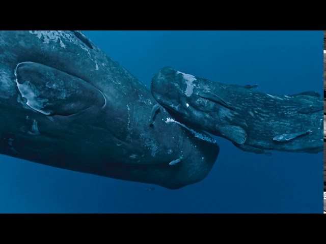 The legend of the sperm whales from Label Bleu class=