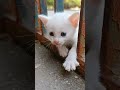 #KittenShorts#CuteAnimals#SadStory#AnimalLovers#CatVideos