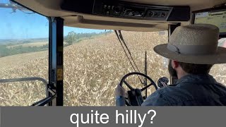 CORN HARVEST IN THE MOUNTAIN FIELD