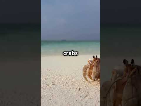 Seychelles vs Maldives:
