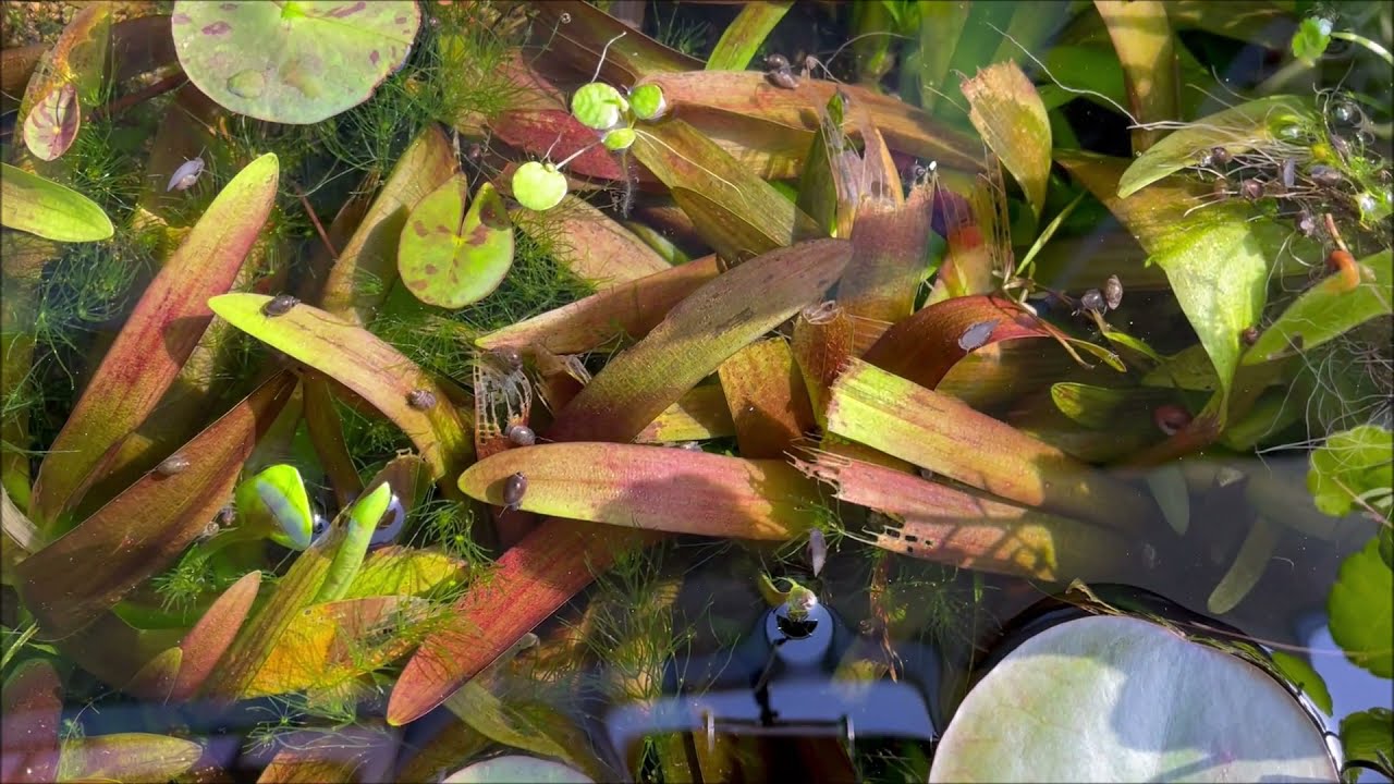 トリミング後のスッキリした楊貴妃めだかのビオトープ ナガバオモダカの水中葉の群生に囲まれメダカも映える Youtube