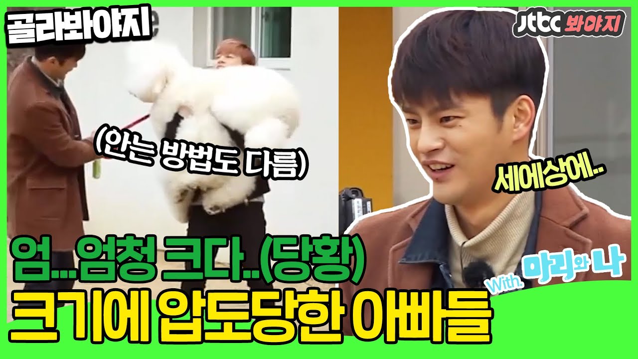 [골라봐야지] ★강아지 특집 3편★ 사람만한 덩치의 스탠다드 푸들을 보고 깜짝 놀란 아빠들 !ㅣ마리와 나