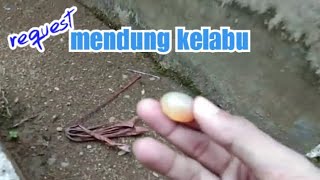 SANG BANDAR JUDI! Mustika Mendung Kelabu