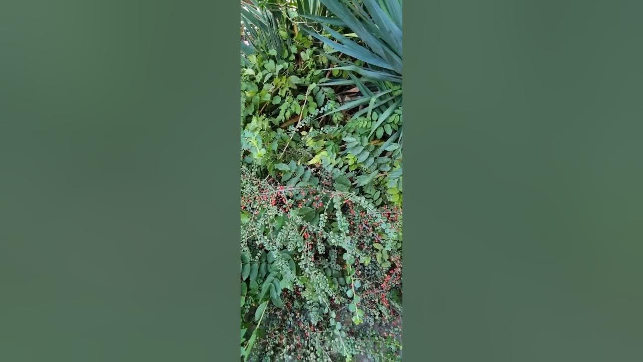 Витязево - YouTube