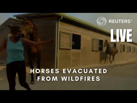 LIVE: Horses evacuated from wildfires in Greece