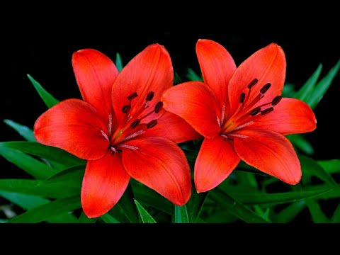 Vídeo: Gravilat De Flor Vermelha No Jardim