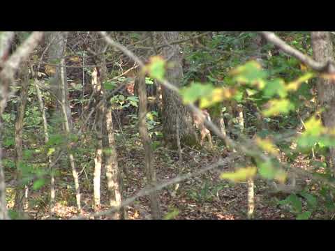 seeing-a-whitetail-deer-hidden-behind-trees-while-hunting-bag-r-buck