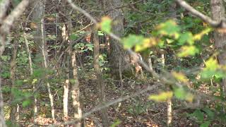 Seeing a Whitetail Deer Hidden Behind Trees While Hunting Bag R Buck