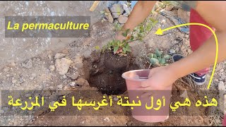 Permaculture Maroc     هذه هي أول نبتة أغرسها في المزرعة مع الإخوة