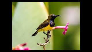 SUARA PIKAT BURUNG MADU SOGOK ONTONG KESAKITAN PALING DI CARI