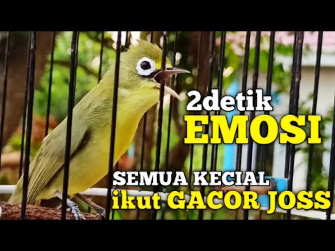 2 DETIK EMOSI CIAK CIAK KECIAL KUNING TERPANCING IKUT GACOR NGEJOS | PALING AMPUH BUKTI KAN SAJA