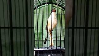 Download Lagu Cendet Gacor Full Isian Mewah – Pancingan \u0026 Masteran Cendet Terbaik 2025 #cendetgacor #cendettrotol MP3