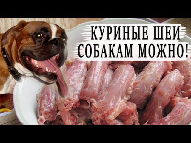 Можно ли собаке давать курицу. Можно ли давать кости собакам. Трубчатые кости это какие нельзя собакам.