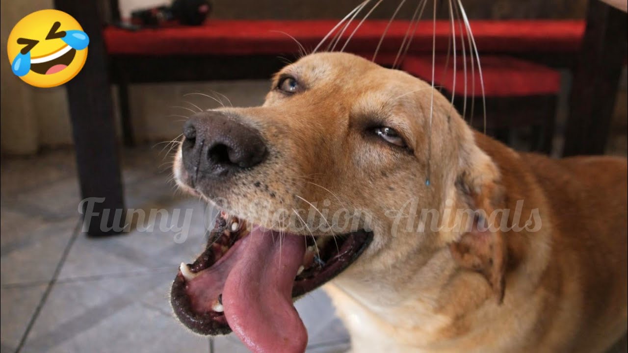 FUNNY videos of DOGS and CATS 🐶😼 Best funny videos of ANIMALS  2026🤣