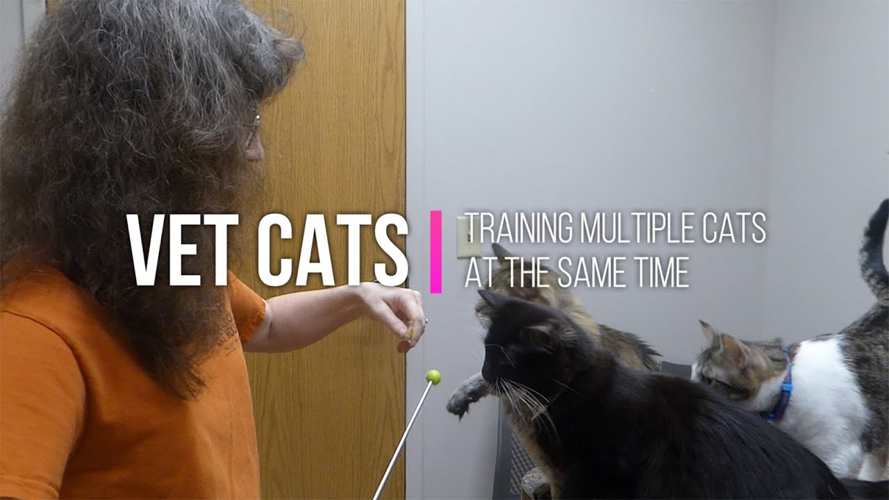 Cat-Lovers' Hub – Allison Helps Cats: Certified Cat Behavior Consultant &  Trainer