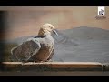 هل تي  م  البان  فؤاد  الحمام    شعر   أحمد شوقي    بصوت   عبدالله بن س ن كر   نجومي
