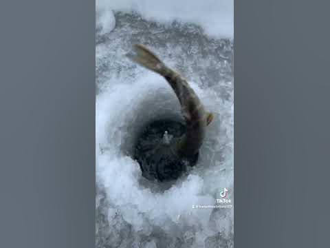 #Риболовля #Піймаввідпусти #Успіх #зима P.S. Гарного дня якось так ...