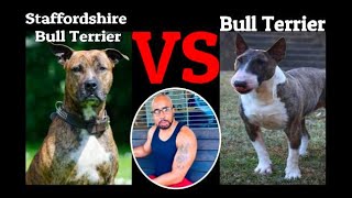 Staffordshire Bull Terrier VS Bull Terrier Who will win?