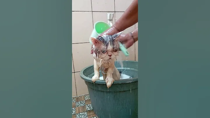 Video 10924711: persian cat bathing, cat bath water