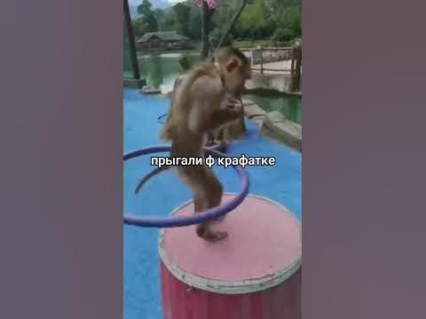 две обезьяны - YouTube