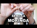 Probando por PRIMERA VEZ las SEMILLAS DE MORINGA / Beneficios de la Moringa.