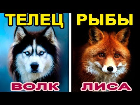 Видео: Тотемно животно по зодия: кое е подходящо