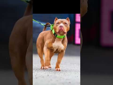 5 bravest dogs that will face even wild beasts #rottweiler #cancorso #amricanpitbull #germanshepherd